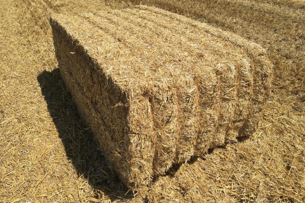 Compressed Paddy Straw Bale Supplier in India