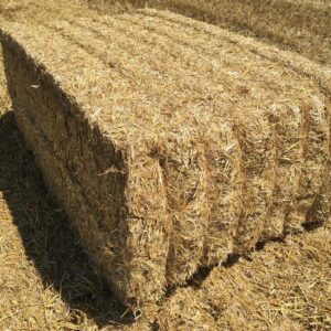 Export Quality Paddy Straw