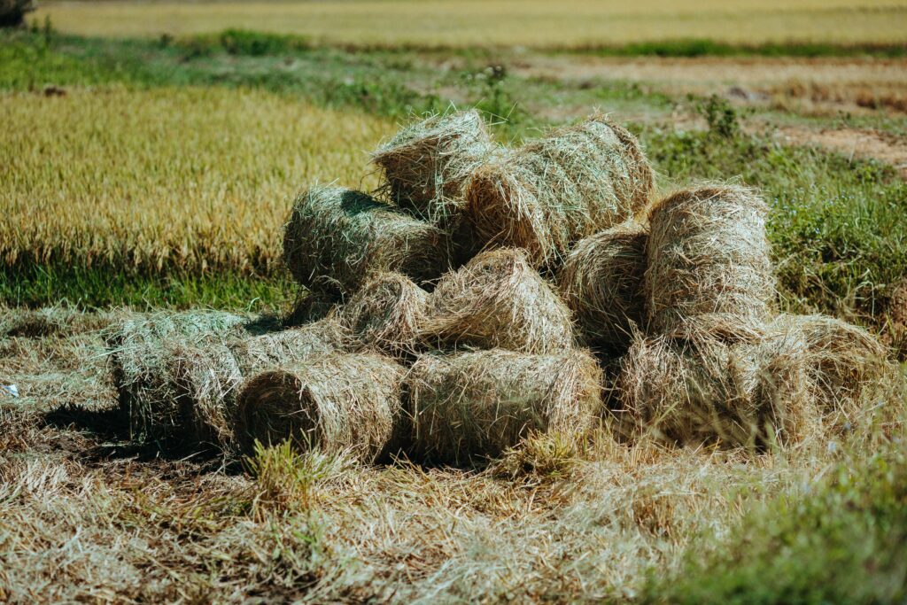 Round paddy straw bales in harvested rice field