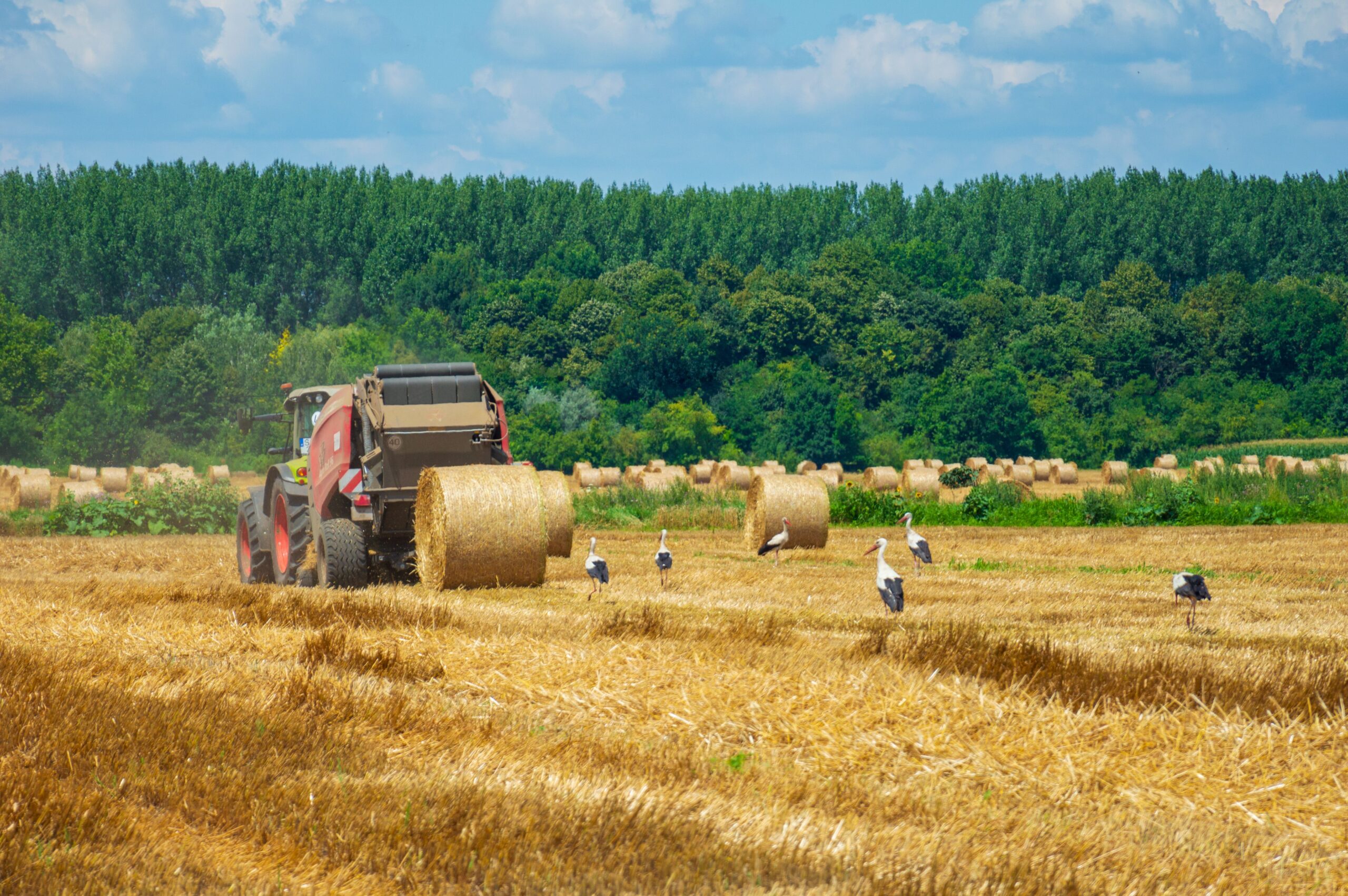 paddy straw