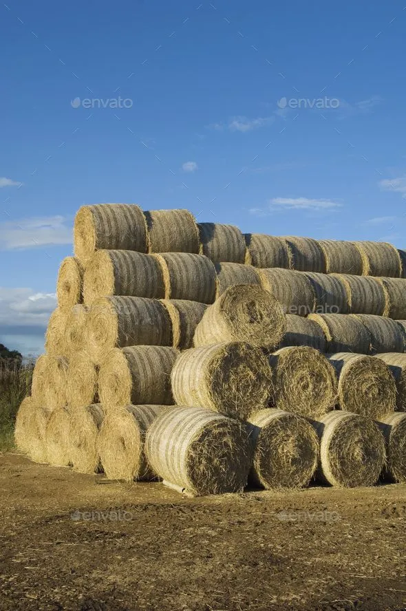 Rounded Paddy Straw Bale Supplier in India