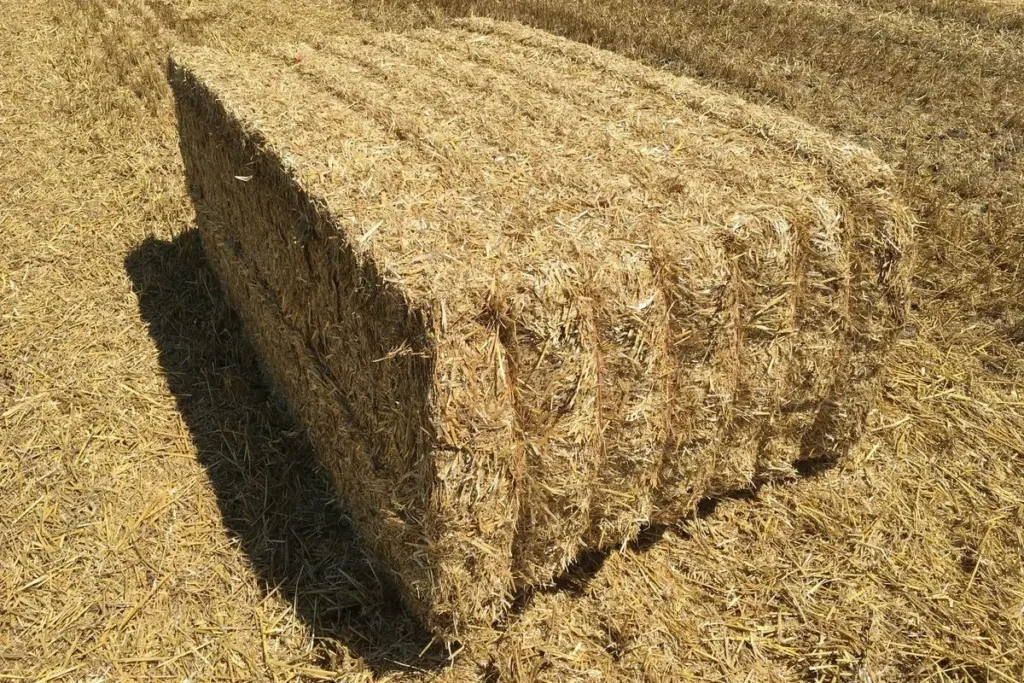 Compressed Paddy Straw Bale Supplier in India