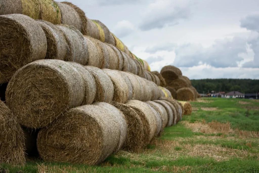 rice straw bales for biomass fuel supply